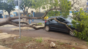 Árvore cai e atinge carro em cruzamento da área central de Dourados