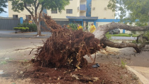 Árvore cai e atinge carro em cruzamento da área central de Dourados