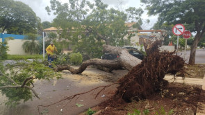 Árvore cai e atinge carro em cruzamento da área central de Dourados