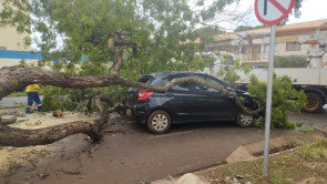 Árvore cai e atinge carro em cruzamento da área central de Dourados