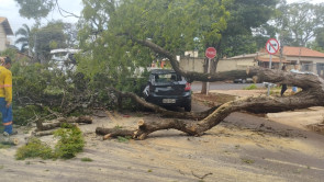 Árvore cai e atinge carro em cruzamento da área central de Dourados