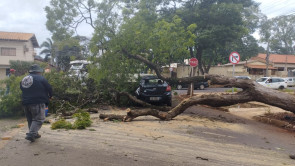 Árvore cai e atinge carro em cruzamento da área central de Dourados