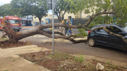 Árvore cai e atinge carro em cruzamento da área central de Dourados
