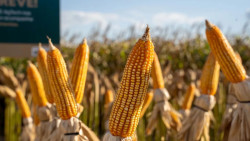 Milho: Tarifas e clima movimentam o mercado, mas consumo interno limita preços