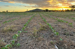 Campo experimental avalia sustentabilidade agrícola na Rota Bioceânica