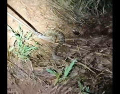 Cascavel é resgatada em residência na zona rural de Dourados