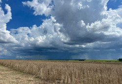 MS já colheu 98% da soja e mantém expectativa de safra de 14,6 milhões de toneladas
