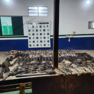 Polícia Ambiental apreende 417 quilos de pescado irregular no Rio Paraguai