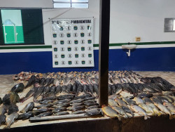 Polícia Ambiental apreende 417 quilos de pescado irregular no Rio Paraguai