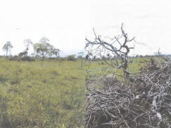 Empresa vai doar R$ 100 mil e recuperar área degradada em Aquidauana