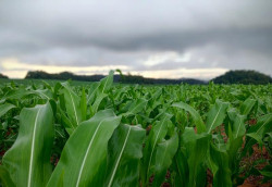 Alta na produção de soja desta MS; milho preocupa por clima e custo elevado