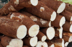 Mandioca é o produto mais comercializado na Ceasa de MS