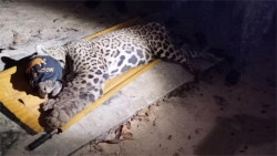 Onça que matou e comeu parte do corpo de caseiro no Pantanal é capturada