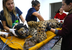Onça que matou e devorou caseiro no Pantanal chega a Centro de Reabilitação