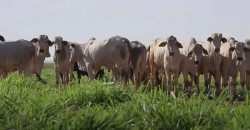 Preço do boi gordo no Mercosul atinge novo recorde em três anos