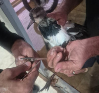 Guarda resgata quero-quero preso por linhas de pesca durante temporal