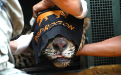 Exame detecta problemas nos rins e fígado de onça que devorou caseiro