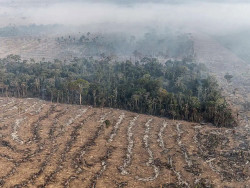 STF permite desapropriação de terra por incêndio ilegal e desmatamento