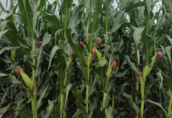 Plantio do milho foi concluído em MS; colheita da soja alcançou 99,7% da área