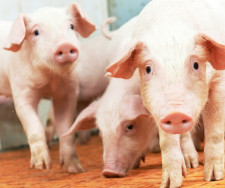 Preços do suíno caem em abril, mas seguem 20% acima do registrado em 2024