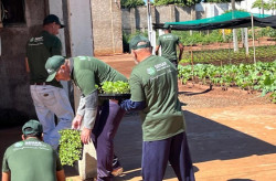 Capacitação em horticultura em presídio gera alimentos para instituições assistenciais
