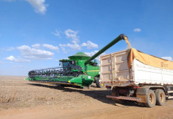 Colheita da safra 2024/2025 de soja alcançou 99,8% da área plantada em MS