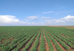 Vazio sanitário começa no dia 15 de junho em Mato Grosso do Sul
