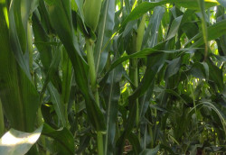 Volume de chuva registrado em abril beneficiou as lavouras de milho do Estado