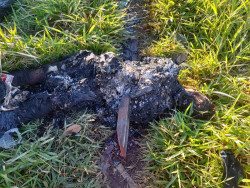 Corpo carbonizado é encontrado em favelinha de cidade da fronteira