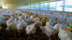 Exportações do setor avícola crescem 43% em março e atingem 38,9 milhões de dólares