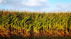 Milho: Com cenário favorável no campo, comprador se mantém afastado