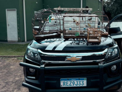Polícia Civil identifica crime ambiental durante cumprimento de mandado
