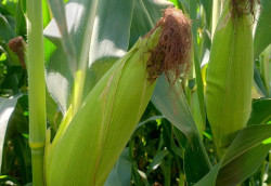 Maioria das lavouras de milho de MS está em boas condições, aponta Aprosoja