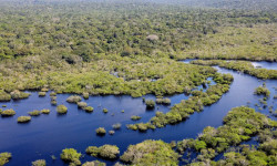 Desmatamento no Brasil cai 32,4% em 2024; Pantanal lidera redução