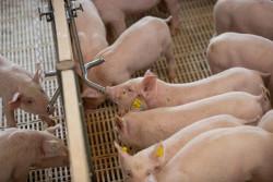 Com 127,8 mil toneladas, exportação de carne suína é a segunda maior da história