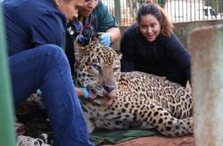 Onça-pintada capturada no Pantanal é transferida para área específica de fauna