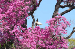 Monitoramento via satélite ajudam a reduzir supressão vegetal no Pantanal