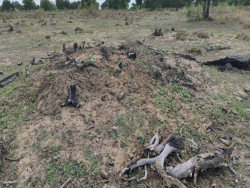 MP investiga incêndios florestais no Pantanal sem autorização ambiental