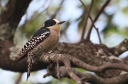 Global Big Day fortalece o turismo e atrai cerca de 200 pessoas percorrendo MS