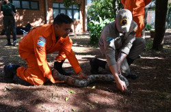 Bombeiros aprimoram técnicas para resgate de animais silvestres
