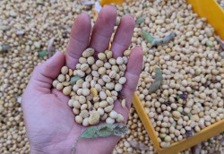 Colheita da safra de soja 2024/2025 é concluída em Mato Grosso do Sul