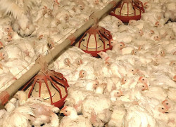 Prazo de 28 dias para Brasil ficar livre da gripe aviária já começou