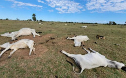 Proximidade de frio intenso alerta para risco de morte de animais por hipotermia
