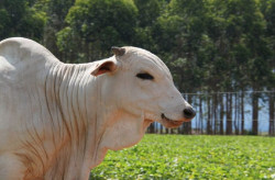 Produtores rurais têm até 2 de junho para declarar rebanho em MS