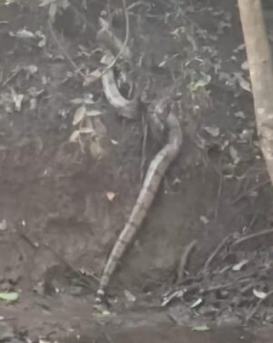 Animal apresentava bom estado de saúde e não demonstrava sinais de ferimentos (Foto: Divulgação/PMA)