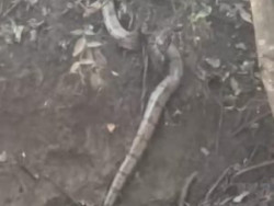 Animal apresentava bom estado de saúde e não demonstrava sinais de ferimentos (Foto: Divulgação/PMA)