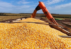 Produção de etanol de milho cresce no país e coloca MS entre os maiores do setor