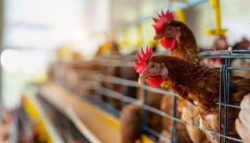 Organização Mundial de Saúde Animal restringe foco da gripe aviária ao Rio Grande do Sul