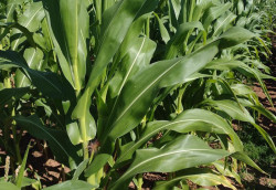 Milho 2ª safra 2024/2025: condições das lavouras são predominante boas em MS