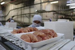 Exportações de carne de frango estão suspensas para 24 mercados, diz Fávaro